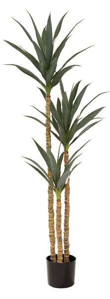 Juka w doniczce 160 cm