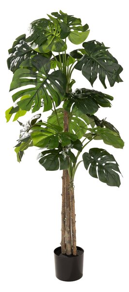 Monstera w doniczce 145 cm