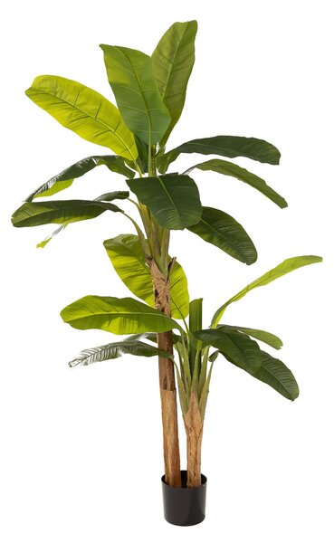 Bananowiec w doniczce 210 cm
