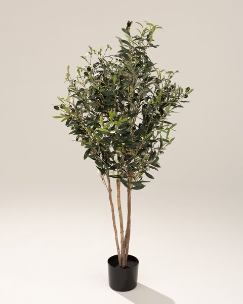 Drzewko oliwne w doniczce 130 cm