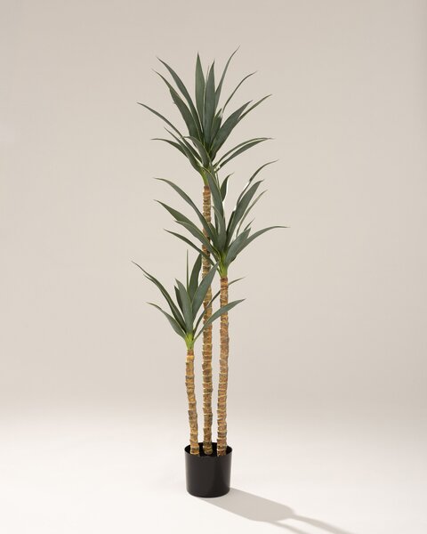 Juka w doniczce 160 cm