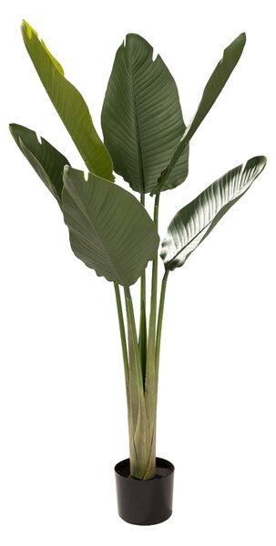 Strelicja w doniczce 130 cm
