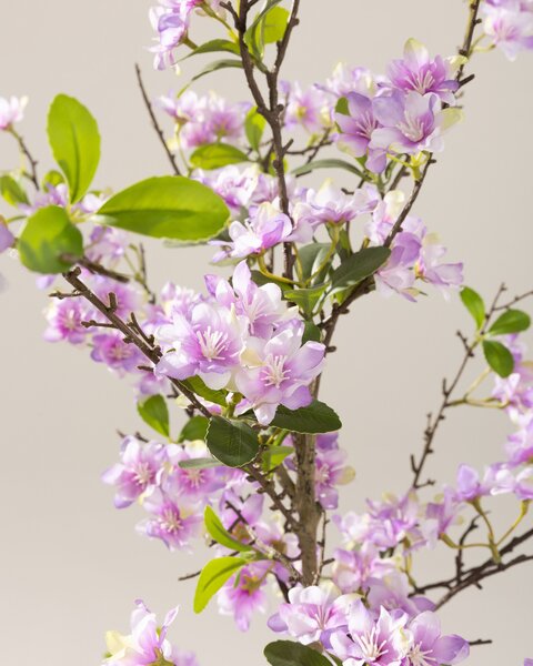 Drzewko Sakura w doniczce 130 cm