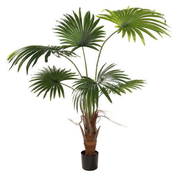 Palma wachlarzowa w doniczce 110 cm