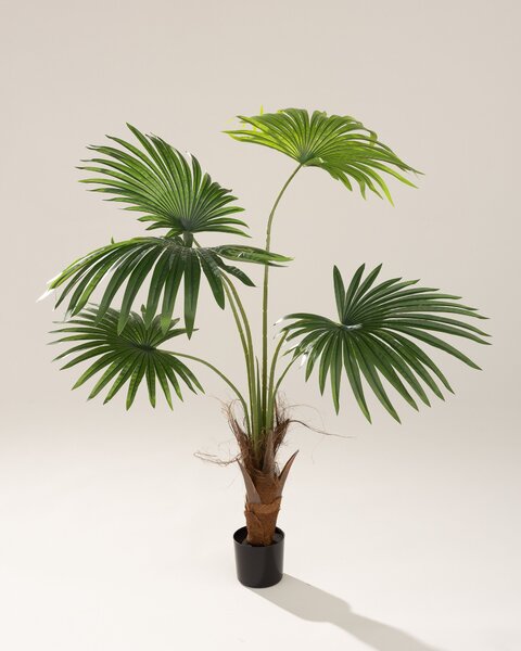 Palma wachlarzowa w doniczce 110 cm