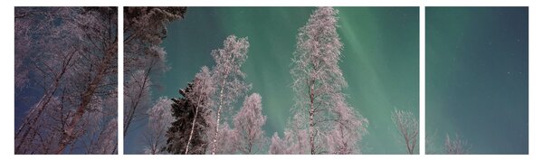 Obraz zorzy polarnej nad zamarzniętymi drzewami (170x50 cm)