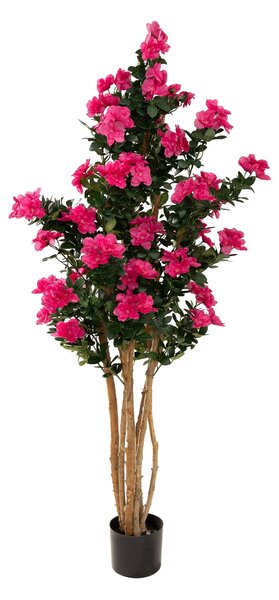 Drzewko Azalea w doniczce 170 cm