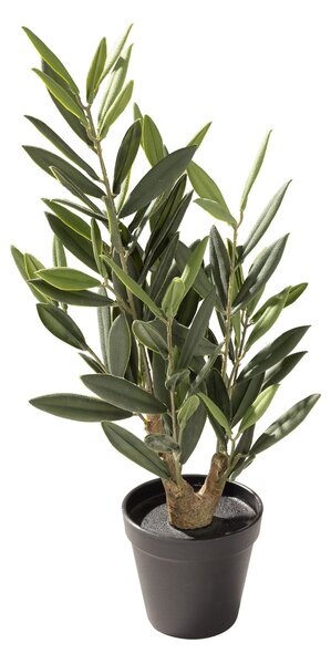 Drzewko Oliwne Mini w doniczce 50 cm