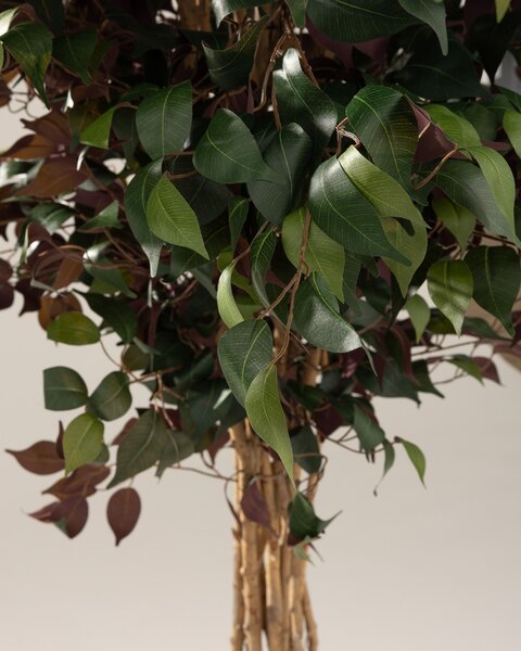 Drzewko dekoracyjne Burgundy w doniczce 210 cm