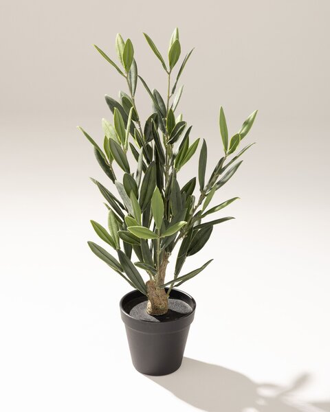 Drzewko Oliwne Mini w doniczce 50 cm