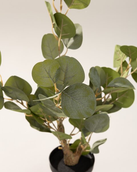 Eukaliptus Mini w doniczce 50 cm