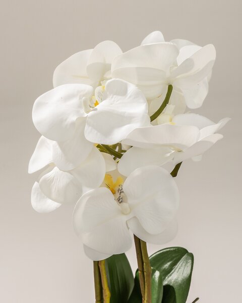 Storczyk Orchidea White w doniczce 45 cm