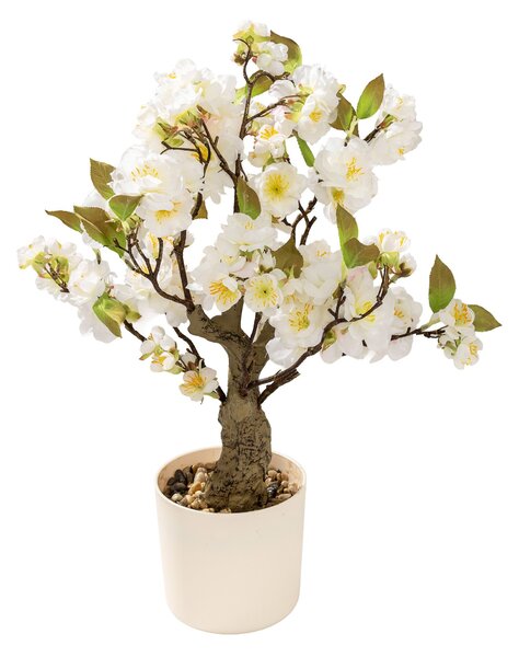 Drzewko Wiśnia Sakura w doniczce 50 cm