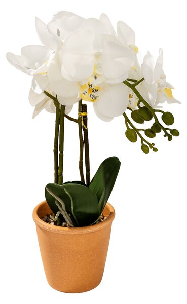 Storczyk Orchidea White w doniczce 45 cm