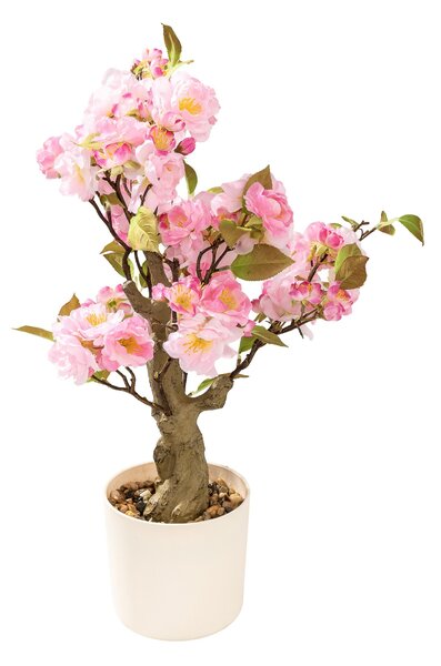 Kwitnące Drzewko Sakura Pink w doniczce 50 cm
