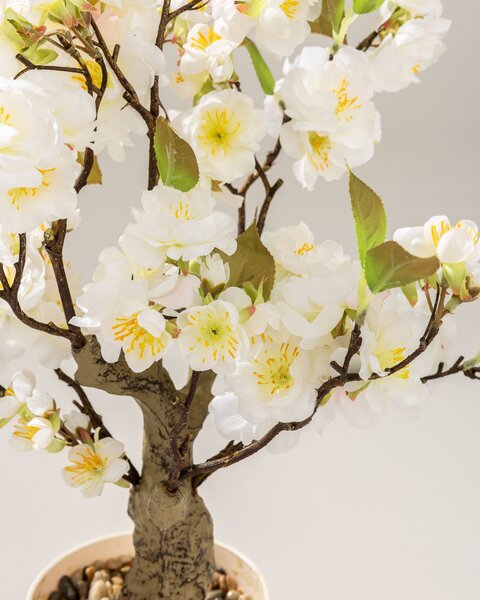 Drzewko Wiśnia Sakura w doniczce 50 cm