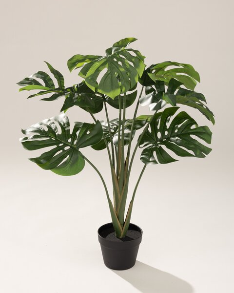 Monstera Mini w doniczce 90 cm
