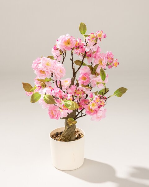 Kwitnące Drzewko Sakura Pink w doniczce 50 cm