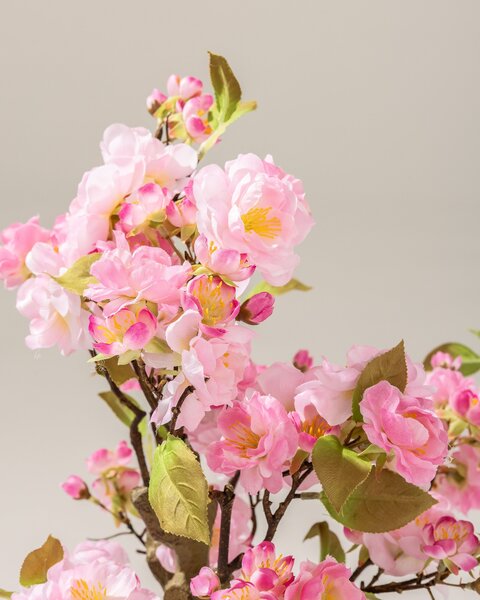 Kwitnące Drzewko Sakura Pink w doniczce 50 cm