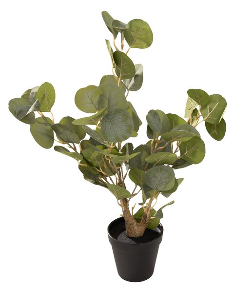 Eukaliptus Mini w doniczce 50 cm
