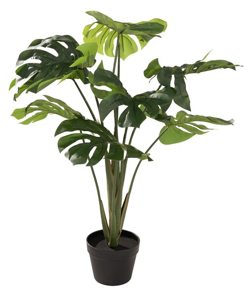 Monstera Mini w doniczce 90 cm