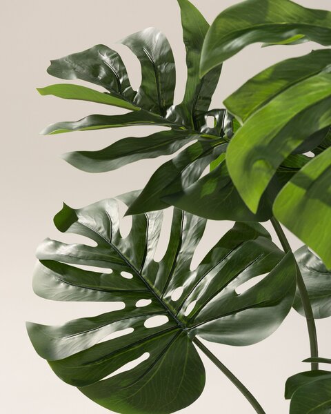 Monstera Mini w doniczce 90 cm