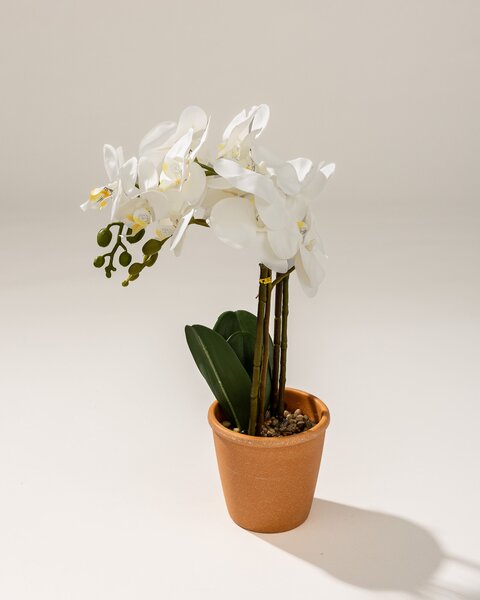 Storczyk Orchidea White w doniczce 45 cm