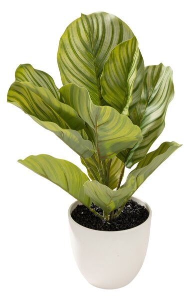 Dekoracja Kalatea w doniczce 35 cm