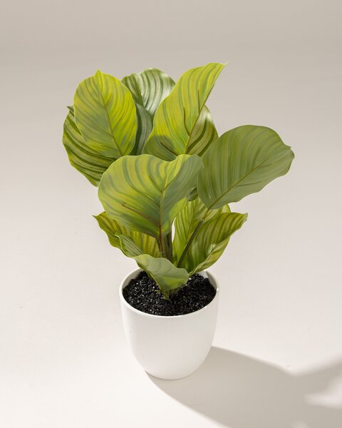 Dekoracja Kalatea w doniczce 35 cm