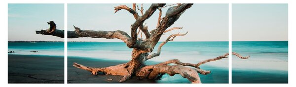 Obraz - Wyłowiono na plaży (170x50 cm)