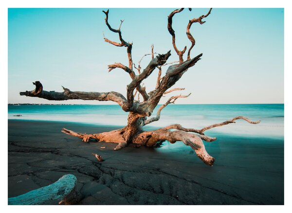Obraz - Wyłowiono na plaży (70x50 cm)