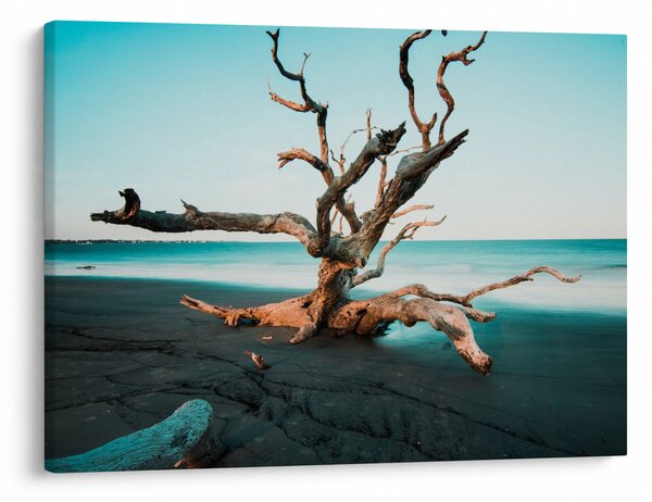 Obraz - Wyłowiono na plaży (70x50 cm)