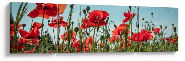Obraz - Na polu maków (170x50 cm)
