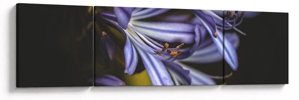 Obraz - Lilia (170x50 cm)