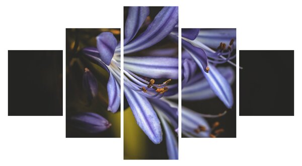Obraz - Lilia (125x70 cm)