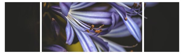 Obraz - Lilia (170x50 cm)