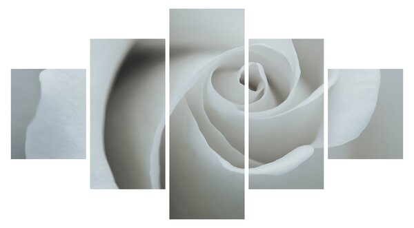 Obraz - Biała róża (125x70 cm)