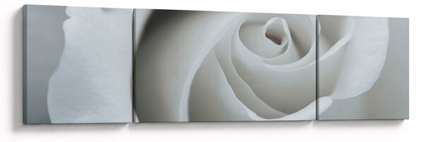 Obraz - Biała róża (170x50 cm)