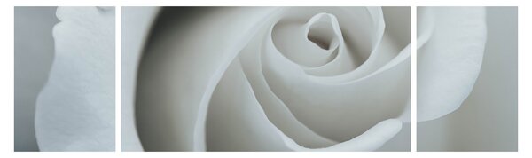 Obraz - Biała róża (170x50 cm)