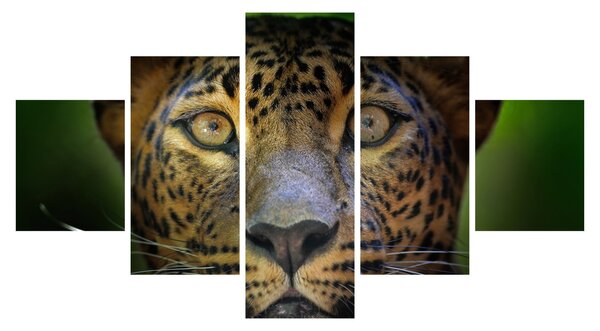 Obraz - Portret lamparta, Sri Lanka (125x70 cm)