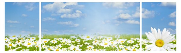Obraz kwitnącej łąki ze stokrotkami (170x50 cm)