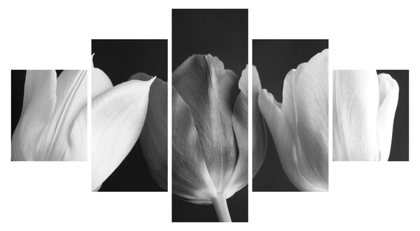 Obraz - Czarno - białe kwiaty tulipanów (125x70 cm)