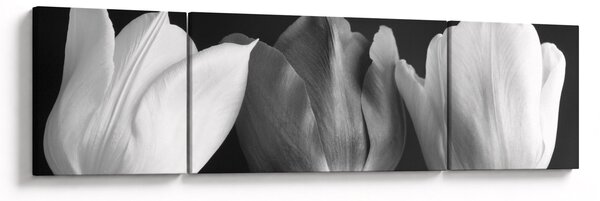 Obraz - Czarno - białe kwiaty tulipanów (170x50 cm)