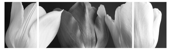 Obraz - Czarno - białe kwiaty tulipanów (170x50 cm)