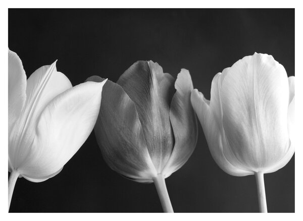 Obraz - Czarno - białe kwiaty tulipanów (70x50 cm)