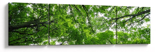 Obraz - Widok do korony drzewa (170x50 cm)