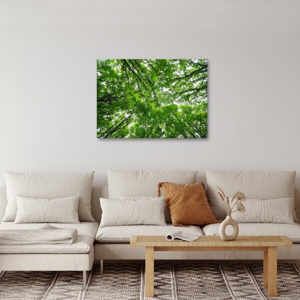 Obraz - Widok do korony drzewa (70x50 cm)