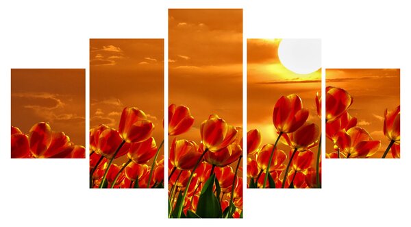 Obraz kwitnącego pola z tulipanami (125x70 cm)
