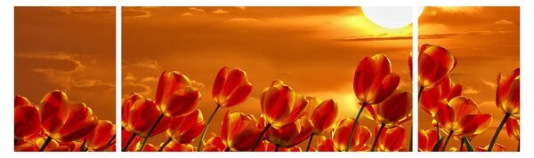 Obraz kwitnącego pola z tulipanami (170x50 cm)
