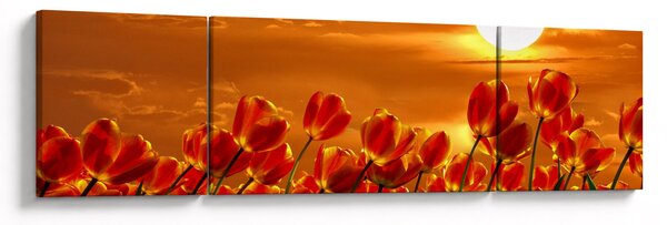 Obraz kwitnącego pola z tulipanami (170x50 cm)